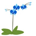 Blue Orchid flower with leaf