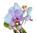 Blue orchid flower, Orchidaceae, Phalaenopsis known as the Moth Orchid, abbreviated Phal. Royalty Free Stock Photo