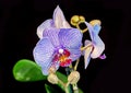 Blue orchid flower, Orchidaceae, Phalaenopsis known as the Moth Orchid, abbreviated Phal. Royalty Free Stock Photo