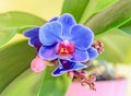 Blue orchid flower with red pistils Royalty Free Stock Photo