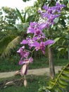 Blue orchid flower in sri lanka.very beautiful Royalty Free Stock Photo