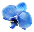 Blue orchid flower on a white isolated background with clipping path. For design. Closeup. Royalty Free Stock Photo