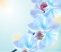 Blue orchid flowers