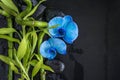 Beautiful spa composition: blue orchid flowers and green bamboo stems on the wet black massage stones and slate background Royalty Free Stock Photo