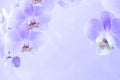 blue orchid flowers on pink background with copy space