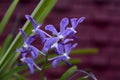 Blue Orchid Flowers in Royal botanic gardens,