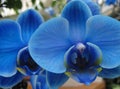 Blue Orchid (lat. OrchidÃÂ¡ceae) - Phalaenopsis Royal Blue Royalty Free Stock Photo