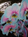 Blue orchid with pink veins