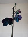 Blue Orchid plant