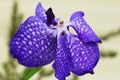 Blue Orchid Royalty Free Stock Photo