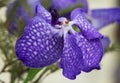 Blue Orchid Royalty Free Stock Photo