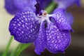 Blue Orchid Royalty Free Stock Photo