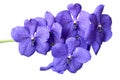 Blue orchid vanda isolated on white Royalty Free Stock Photo