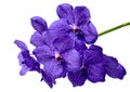 Blue orchid vanda isolated on white Royalty Free Stock Photo