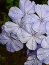 Blue Orchid with water drops