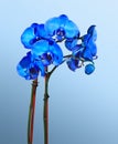 Blue Orchids Royalty Free Stock Photo