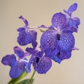 Blue Orchids Royalty Free Stock Photo