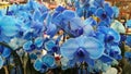 Blue orchids Royalty Free Stock Photo