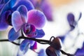 Blue Orchids Royalty Free Stock Photo