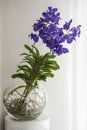 Blue Orchids in glass bowl Royalty Free Stock Photo