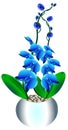 Blue orchids in a pot with leaves Royalty Free Stock Photo