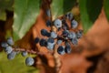 Oregon Grape Berries (Mahonia aquifolium) Royalty Free Stock Photo