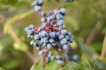 Oregon Grape Berries (Mahonia aquifolium) Royalty Free Stock Photo