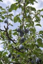 Blue organic ripe plums on a tree branch in the summer. Close up. Detail Royalty Free Stock Photo