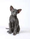 The blue oriental kitten