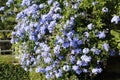 Blue ornamental plant, Flammer flower, phlox Royalty Free Stock Photo