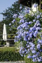 Blue ornamental plant, Flammer flower, phlox Royalty Free Stock Photo