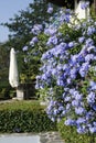 Blue ornamental plant, Flammer flower, phlox Royalty Free Stock Photo