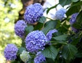 Blue Ortensia Hydrangea Royalty Free Stock Photo