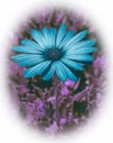 Blue osteospermum, african daisy against purple background