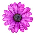 Blue osteospermum daisy flower isolated