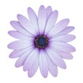 Blue osteospermum daisy flower isolated on white Royalty Free Stock Photo