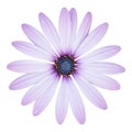 Blue osteospermum daisy flower isolated on white Royalty Free Stock Photo