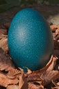 Blue Ostrich egg leaves