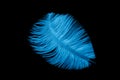 A blue ostrich feather on a black isolated background