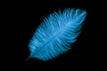 A blue ostrich feather on a black isolated background