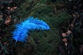 Blue ostrich feather lying outdoors on moss