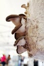 Blue Oyster Mushroom. Blue Oyster growing in sawdust. Fresh Oyster mushrooms growing in grow kit. Pleurotus ostreatus. Fungi