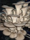 Blue oyster mushroom indoor grow kit