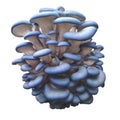 Blue Oyster Mushrooms - Oyster mushrooms growing