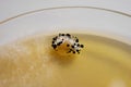 Blue Oyster Mushrooms Pinning on Agar Plate