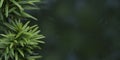 Juniperus conferta `Blue Pacific,`banner for website