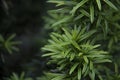Juniperus conferta `Blue Pacific` Royalty Free Stock Photo