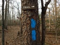 Blue paint marks on tree trunk in forest or woods with trail sign Royalty Free Stock Photo