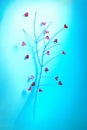 Blue painted branch with red hearts Royalty Free Stock Photo