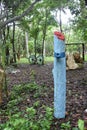 Blue painted log near the entrance of a Cuban public park